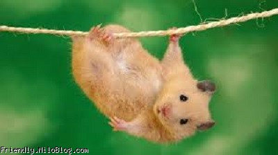 موش بازیگوش