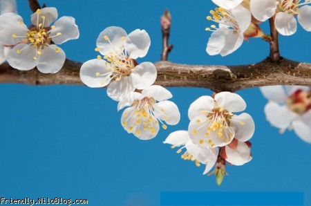 شکوفه های بهاری
